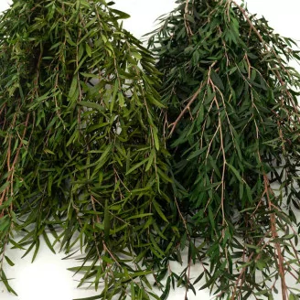 Lepto Longifolia stabilis&eacute;