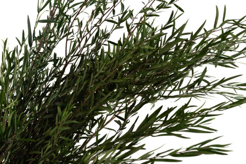 Lepto Longifolia stabilizzato - Verde