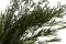 Lepto Longifolia stabilis&eacute; 2