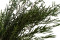 Lepto Longifolia stabilizzato - Verde 1