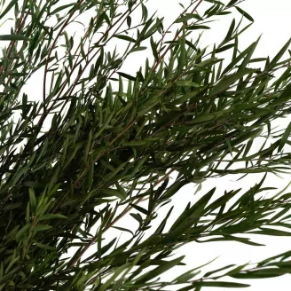 Konservierte Lepto Longifolia
