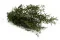 Lepto Longifolia stabilis&eacute; 7