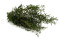 Lepto Longifolia stabilizzato - Verde 6