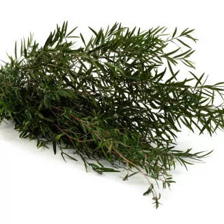 Konservierte Lepto Longifolia