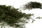 Lepto Longifolia stabilizzato - Verde 7