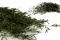 Lepto Longifolia stabilizzato 8