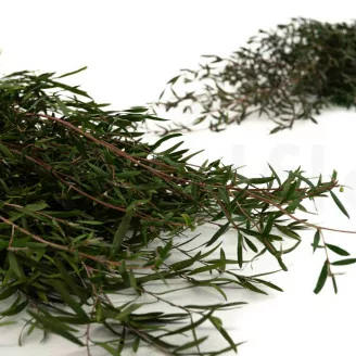 Konservierte Lepto Longifolia