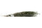 Lepto Longifolia stabilizzato - Verde 9