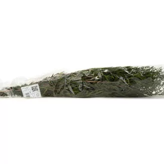 Lepto Longifolia preservado