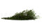 Lepto Longifolia stabilizzato - Verde 5