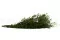 Lepto Longifolia stabilizzato 6