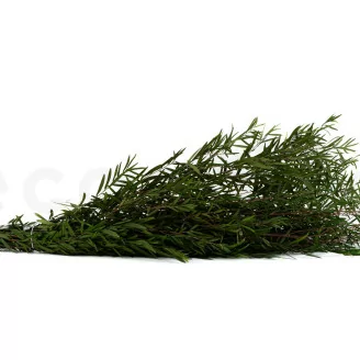 Preserved Lepto Longifolia