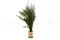 Lepto Longifolia stabilis&eacute; 3