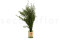 Lepto Longifolia stabilizzato - Verde 2