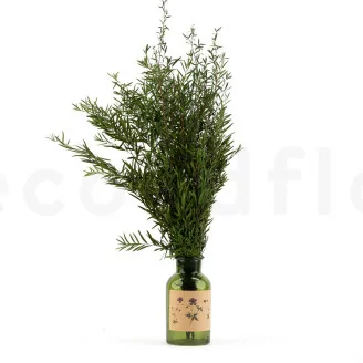 Lepto Longifolia stabilis&eacute;