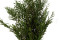 Lepto Longifolia stabilizzato - Verde 8