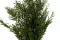 Preserved Lepto Longifolia 9
