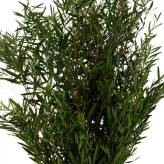 Lepto Longifolia stabilis&eacute;