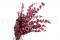 Eukalyptus Stuartiana Stabilisiert - Himbeere 8