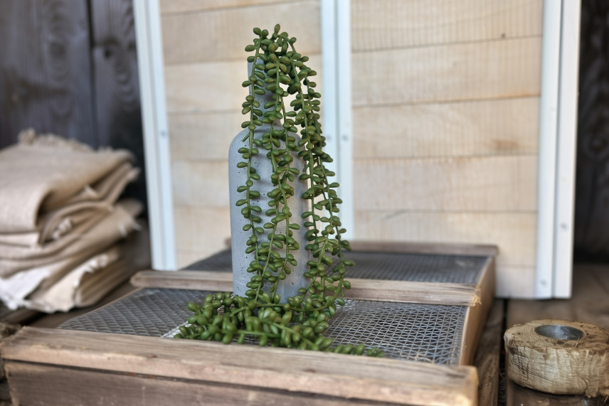 Chute de Kleinia Herreana Artificielle - Vert