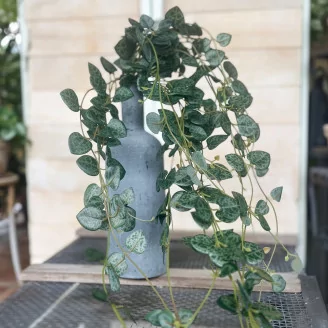 Ceropegia artificiale Ricadente