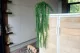 Artificial Potted Lycopodium 1