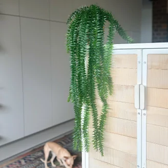Lycopodium artificiel en pot