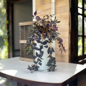 K&uuml;nstliche H&auml;ngetradescantia Gr&uuml;n & Violett