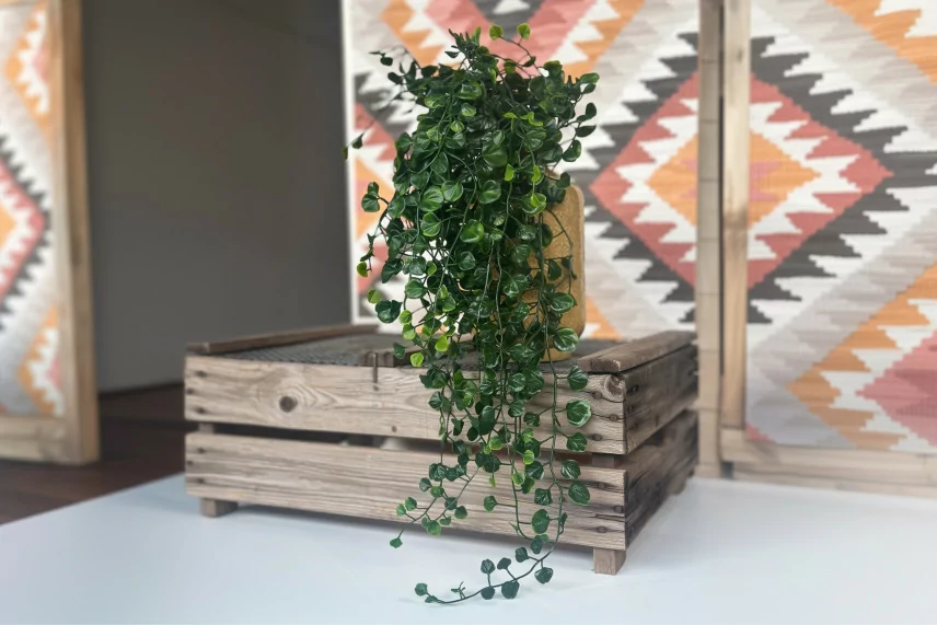 Dichondra artificial Colgante