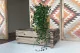 Dichondra artificiale Ricadente 1