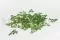 Helecho Adiantum preservado (x5) 3