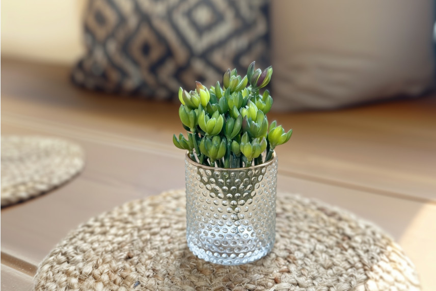 Crassula Ovata Artificielle - Vert
