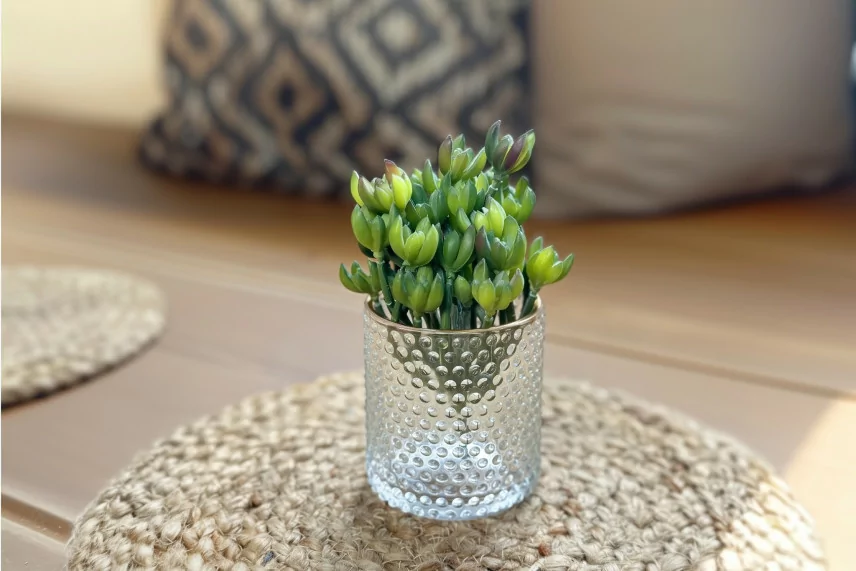 K&uuml;nstliche Crassula Ovata - Gr&uuml;n