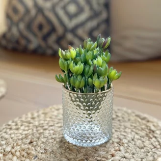 K&uuml;nstliche Crassula Ovata