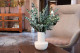 Eucalyptus Baby-blue Stabilized - Green 1