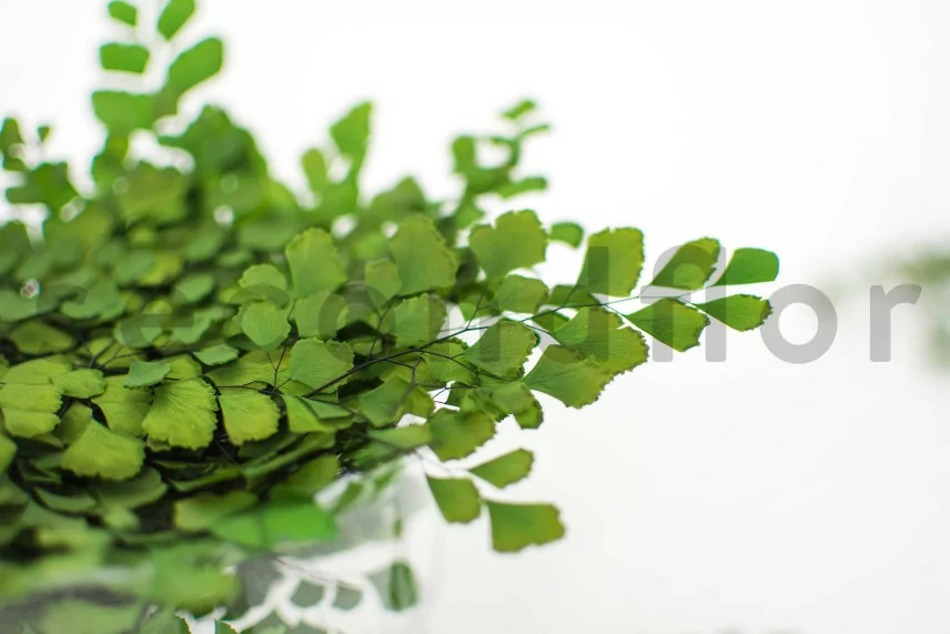 Konservierter Adiantum Farn (x5)