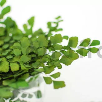 Foug&egrave;re Adianthum stabilis&eacute;e (x5)