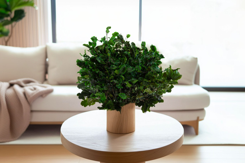 Pittosporum Stabilizzato - Verde