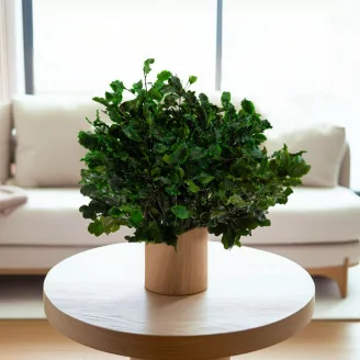 Pittosporum Variegatum stabilis&eacute;