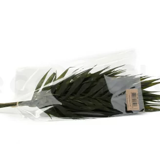 Palme de Chico stabilis&eacute;e (x10)