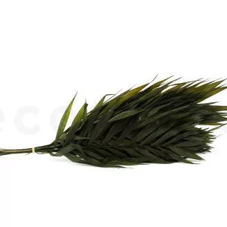 Palme de Chico stabilis&eacute;e (x10)
