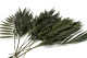 Preserved Chico Palm - 10 Stems - Green 2