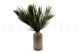 Palme de Chico Stabilisée - 10 Tiges - Vert 3