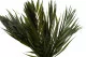 Palme de Chico stabilis&eacute;e (x10) 6