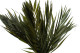 Preserved Chico Palm - 10 Stems - Green 6