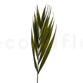 Palme de Chico stabilis&eacute;e (x10)