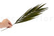 Preserved Chico Palm - 10 Stems - Green 4