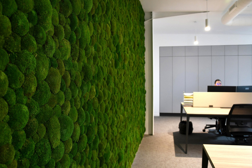 Muschio a sfera preservato - Cartone sfuso - Nature Green