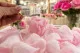 Parf&uuml;m f&uuml;r Ewige Blumen - La Rose 1