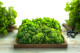 Islandmoos konserviert - Box - Light Green 1